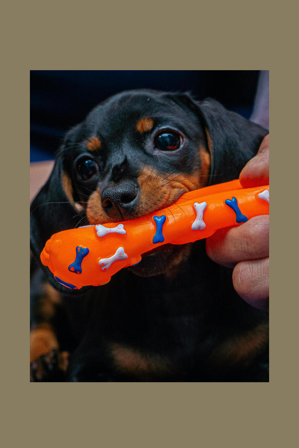 a puppy chews a stuufed toy