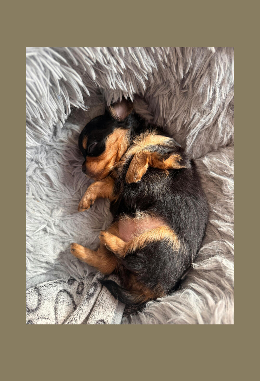 puppy with fleece blanket